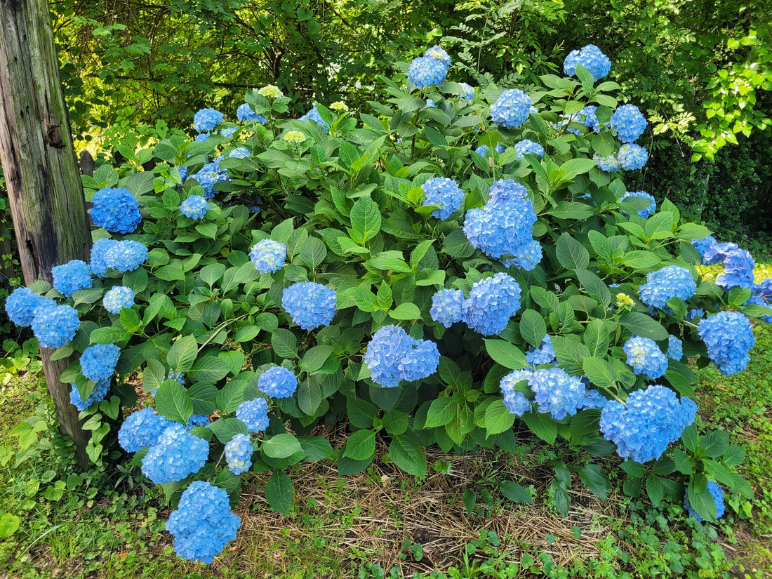 3 Gardening Success Tips: Setup, Timing, and Consistency