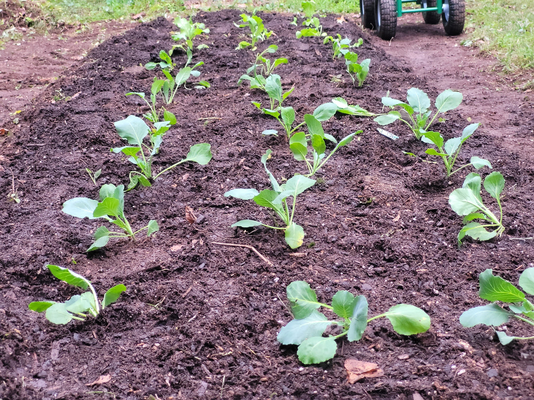 Grow Like Nature: What It Really Means and Why It Matters