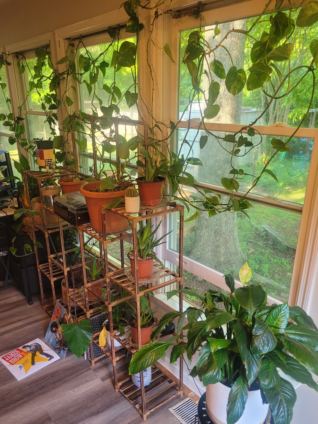 Routine Houseplant Maintenance: 5 Steps to Keep Your Plants Thriving